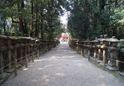 Stone lantern lined path through the forest at Kasuga Taisha in Nara