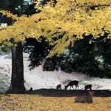Nara Park