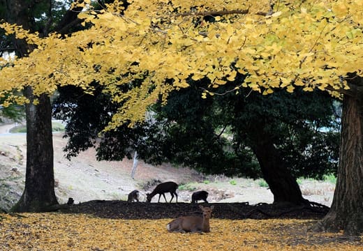 Nara Park, Nara