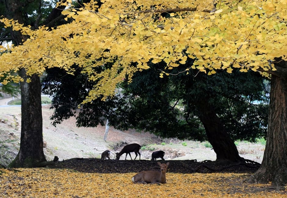 Deer resting under a ginkgo tree in autumn in Nara Park