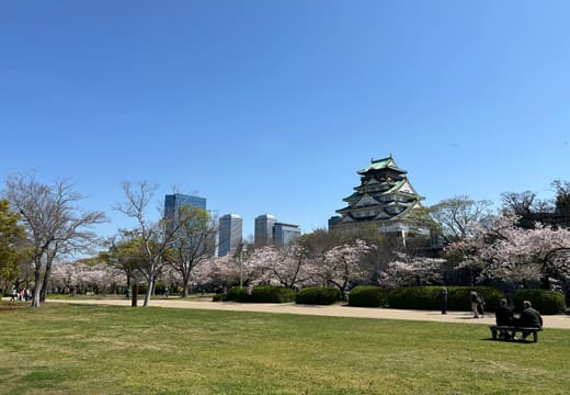 Cherry trees and lawn in Osaka Castle Park with the castle in the distance